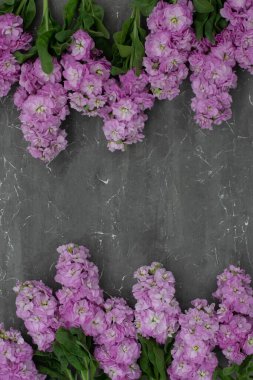 Gri arka planda mor bahar çiçekleri. Uzayı kopyala Mathiola çiçekleri.