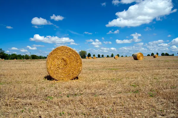 Harvested field — Stock Photo, Image