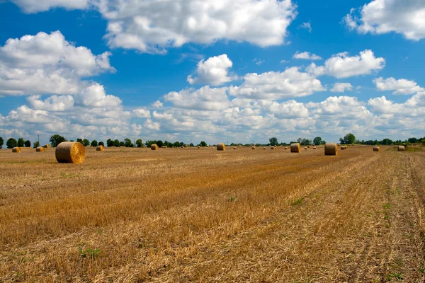 Harvested field — Stock Photo, Image