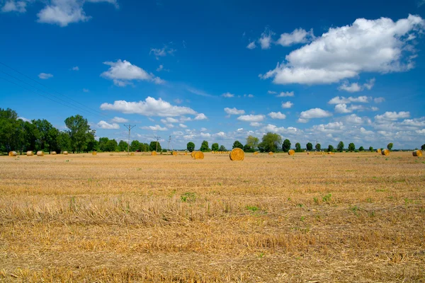 Harvested field — Stock Photo, Image