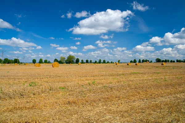 Harvested field — Stock Photo, Image