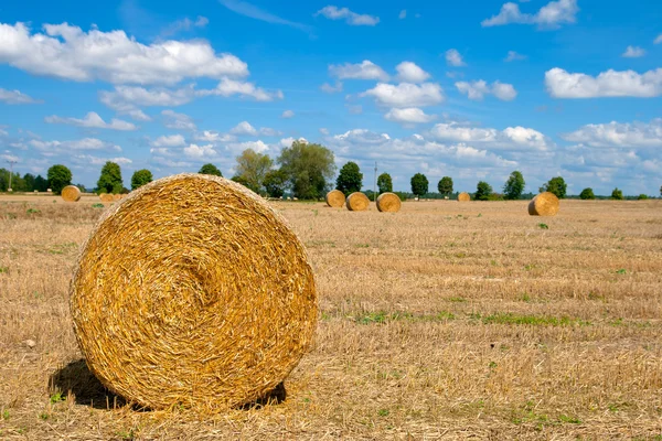 Harvested field — Stock Photo, Image