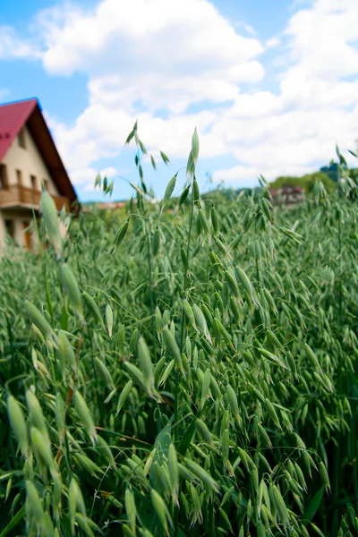 Oat field — Stock Photo, Image