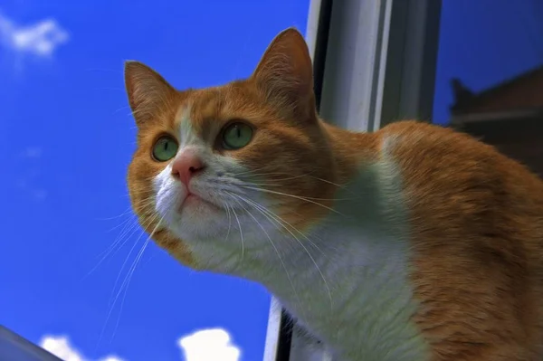 Kedi kuşları izler..