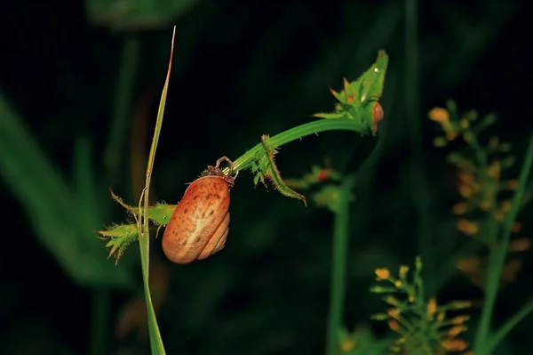 Vahşi doğada salyangoz.