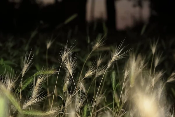 Bozkırda altın dikenler