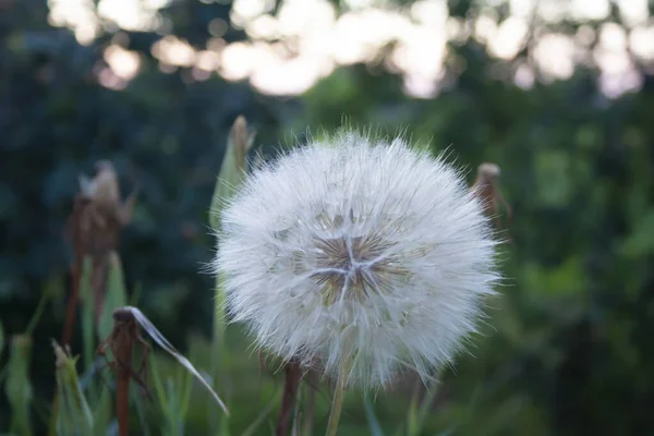 Gün batımında karahindiba, Velikodolinsk 'te..