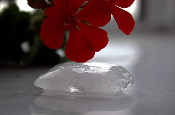 kırmızı çiçekler cam, buz