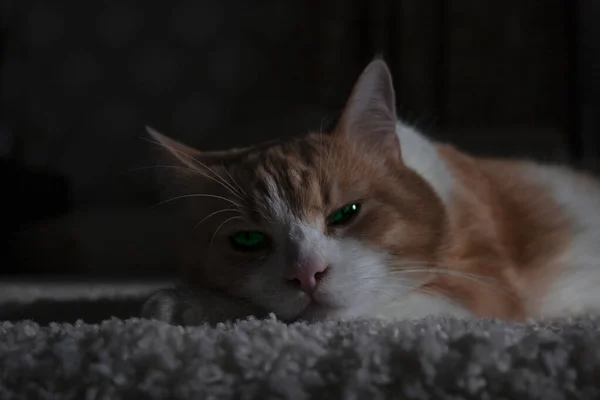 Yeşil gözlü kedi. Büyüleyici.