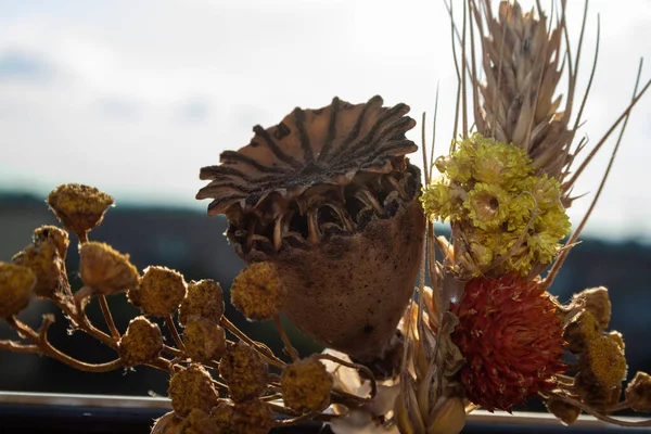 Çiçeklerle birlikte kurumuş haşhaş.