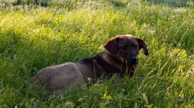 Bahçedeki köpek güneşin altında güneşleniyor.