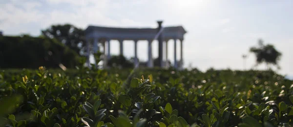 Yakın plan çalılar, güzel mimarinin arka planına karşı.