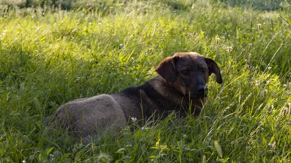 Bahçedeki köpek güneşin altında güneşleniyor.