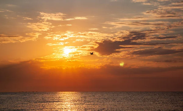 Denizde güzel bir gün doğumu, gökte bir kuş