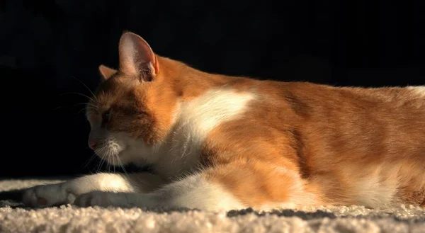 Güzel gözlü bir kedi yavrusu yerde yatıyor.