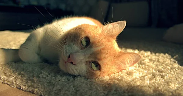 Gatito Con Hermosos Ojos Yace Suelo —  Fotos de Stock