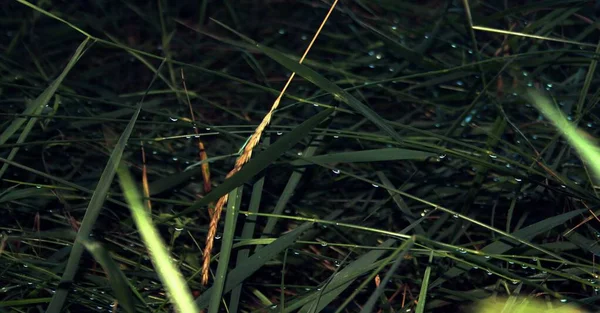  Çimlerdeki kurbağa