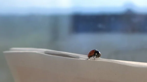 Kağıt üzerinde hata