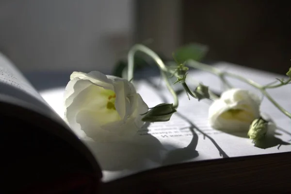 çiçekler ve açık kitap