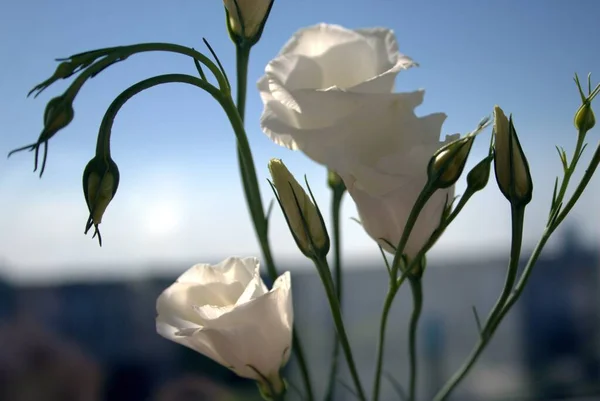 Güzel çiçek arka plan. Bahçede yeşil çim ve mavi gökyüzü manzara ile güneşli bahar günün ortasında çiçek açan parlak beyaz laleler şaşırtıcı görünümü.