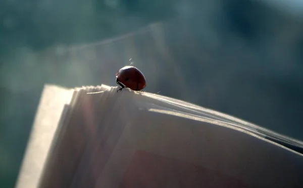 A Coccinellidae egy széles körben elterjedt katicabogár, katicabogár. piros bogár fekete pontokkal. rovarok a vadonban. természetes háttér. makrotermészet. katicabogár ül a rét növény — Stock Fotó