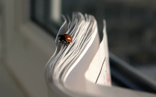 Coccinellidae uğur böceği, uğur böceği, uğur böceği gibi yaygın bir böcektir. Siyah noktalı kırmızı böcek. Vahşi doğadaki böcekler. Doğal arka plan. Makro doğa. Çayırda oturan uğur böceği.