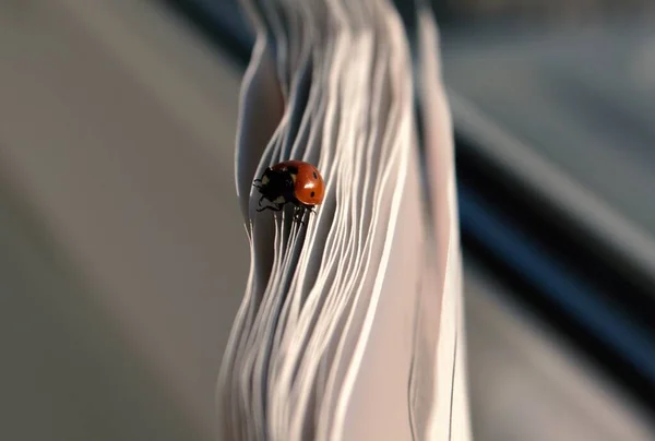 Coccinellidae uğur böceği, uğur böceği, uğur böceği gibi yaygın bir böcektir. Siyah noktalı kırmızı böcek. Vahşi doğadaki böcekler. Doğal arka plan. Makro doğa. Çayırda oturan uğur böceği.