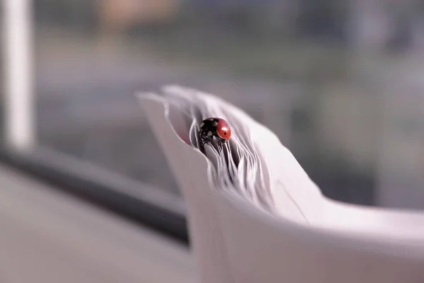 Coccinellidae uğur böceği, uğur böceği, uğur böceği gibi yaygın bir böcektir. Siyah noktalı kırmızı böcek. Vahşi doğadaki böcekler. Doğal arka plan. Makro doğa. Çayırda oturan uğur böceği.