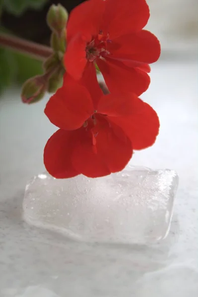 Güzel çiçek arka plan. Bahçede yeşil çim ve mavi gökyüzü manzara ile güneşli bahar günün ortasında çiçek açan parlak beyaz laleler şaşırtıcı görünümü.