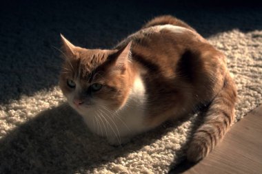 Kızıl kedi yürüyor.