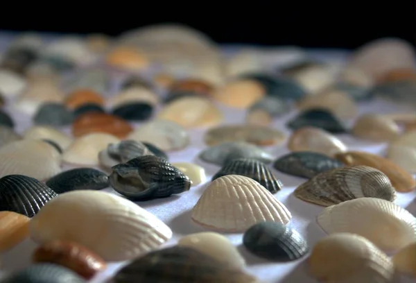 Set of clam mollusc shells isolated — Stock Photo, Image