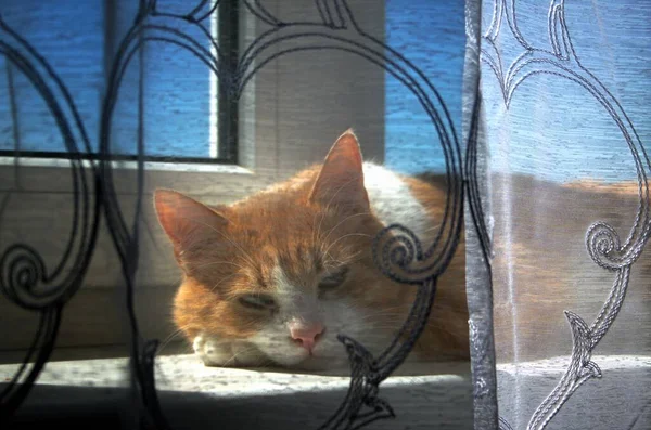 Κοκκινοτρίχη γάτα — Φωτογραφία Αρχείου
