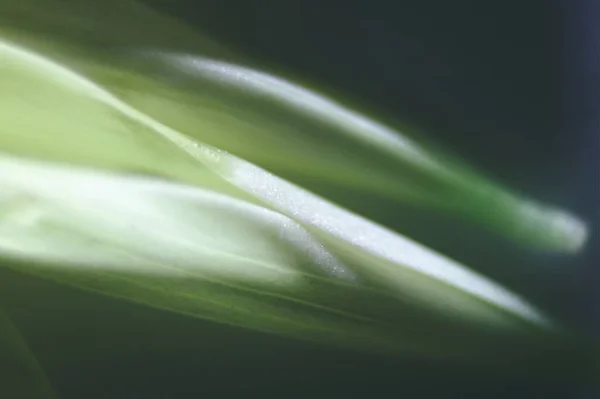 Yeşil yaprak görünüyor.