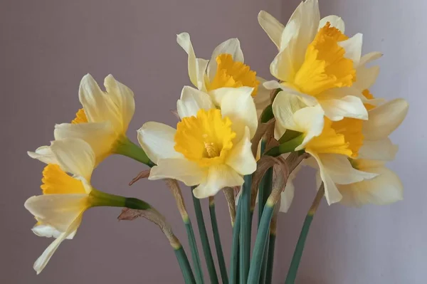 Adorables Flores Primavera Narcisos — Foto de Stock