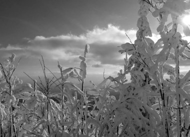 Karlar altında şakalar ve çevreleri