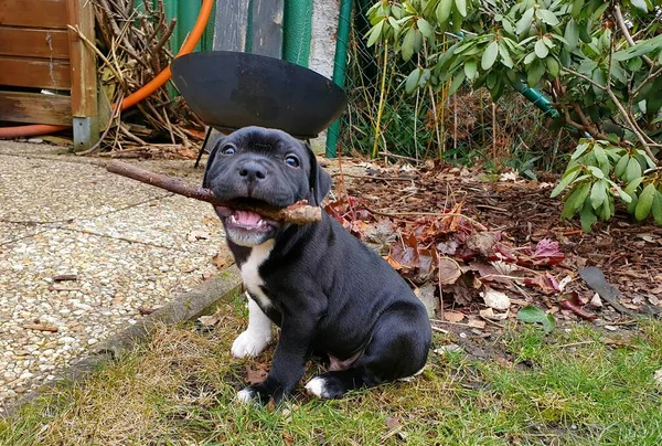 Staffordshire Bull Terrier puppy with a stick