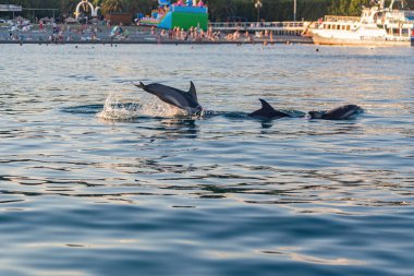 Vahşi doğada bir yunus sürüsünü yüzdürmek bir teknenin manzarasıyla.