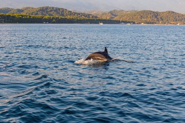 Yalnız Yunus vahşi doğada yüzüyor.