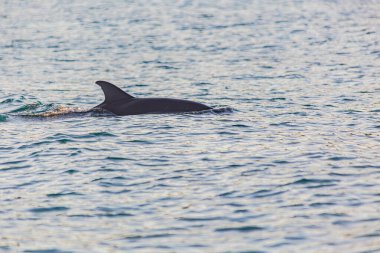 Yalnız bir yunus vahşi doğada bir plaja dalıyor..