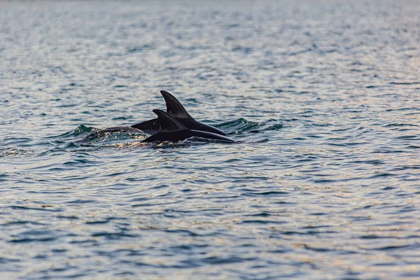 日没前には 野生のイルカのペアがビーチから離れて泳ぐ ロイヤリティフリーのストック画像