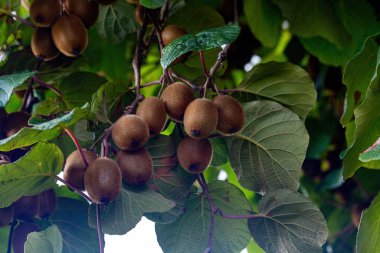 Bir dalda bir sürü olgun kivi meyvesi