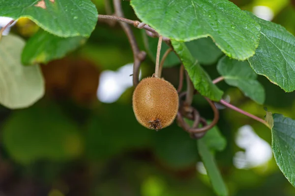 Hermosa Fruta Madura Kiwi Rama — Foto de Stock