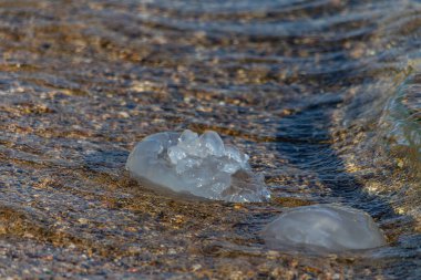 Açık sularda, sahildeki deniz anaları.