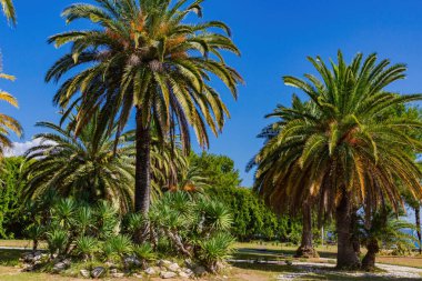 Kafkasya sahilinde antik palmiye ağaçları olan manzara..