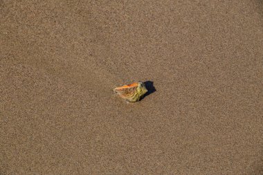 Kumsalda deniz kabuğu 