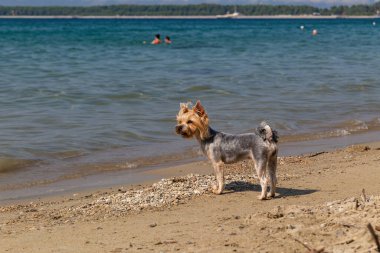 Köpek Yorkshire Teriyeri denizde yüzecek..