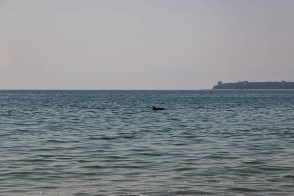 在远方 一只孤独的海豚在海里游泳 — 图库照片