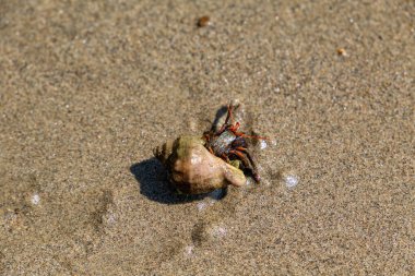 Deniz kabuğu ve içinde yengeç olan kumlu bir sahilde yakın plan.