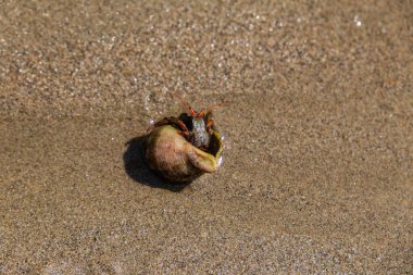 Deniz kabuğu ve içinde yengeç olan kumlu bir sahilde yakın plan.