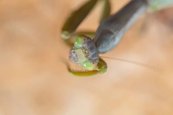 Mantis Met Grote Ogen Van Dichtbij — Stockfoto